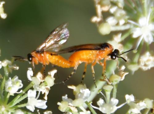 Réf. 240 241 : Athalia rosae